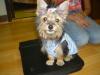Tinkerbell loves her new dress:)New Pictures.-picture-080.jpg