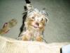 Meet Chance-He is 4months Old-april-2006-018.jpg