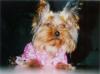 post your yorkies info!-hailey2.jpg