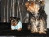 post your yorkies info!-chanel-en-chelsey.jpg