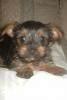 My baby Suger!-old-pictures-025.jpg