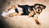 some more pics of my yorkie family-752618-r1-20-16-medium-.jpg