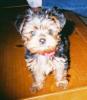 some more pics of my yorkie family-752618-r1-07-3-medium-.jpg