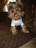 post your yorkies info!-bluestripes1.jpg
