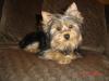 post your yorkies info!-esme42905.jpg
