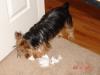 We Run Like HECK When We Get Caught With Toilet Paper!-dsc00391.jpg