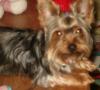 post your yorkies info!-gucci-4-april-21-05.jpg