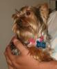post your yorkies info!-gucci-1-after-her-bath-4-21-05.jpg