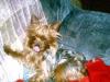 post your yorkies info!-imag0014-600-x-450-.jpg