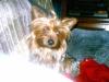 post your yorkies info!-imag0013-600-x-450-.jpg