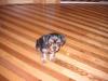 My first Yorkie!!!!! Just got him-napoleon.jpg