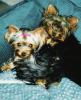 My Yorkies-sp1.jpg