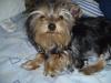 post your yorkies info!-gingee10.jpg
