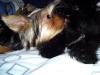 post your yorkies info!-gingeeoreokiss3.jpg