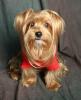 Sully's a blonde yorkie now?!-b33385849.jpg