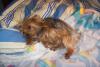 post your yorkies info!-100_0472.jpg