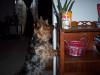 MOMMY, I found the treats!!!-100_1562.jpg