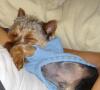 post your yorkies info!-sleepy-rocky.jpg