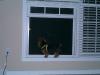 Brasco in da window!!!!!!!-fun-pics-020.jpg