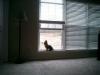 Brasco in da window!!!!!!!-fun-pics-021.jpg