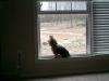 Brasco in da window!!!!!!!-fun-pics-022.jpg