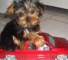 My first yorkie-2.jpg