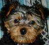 post your yorkies info!-dinero1.jpg