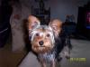 post your yorkies info!-o1.jpg