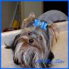 This is my Lil' Man Tater-lil-man-1-yr.-blue.jpg