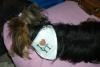 Parade of Yorkies in the YT bandanas-calisully-001-600-x-401-.jpg