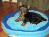 post your yorkies info!-1019cordi1-med.jpg