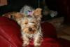 Are Mini's Ears growing or is me?-mypuppy-074-medium-.jpg