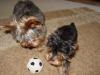 The Official YT Soccer Team!-morgan-bailey-soccer-ball.jpg