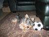 The Official YT Soccer Team!-img_1081.jpg