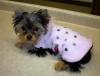 My yorkies in some of thier cloths i made them-maci-pink-coat.jpg