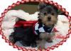 My yorkies in some of thier cloths i made them-austi-black-white-dress-2.jpg