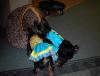 My yorkies in some of thier cloths i made them-maci-munchi-6-mo-2.jpg