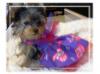 My yorkies in some of thier cloths i made them-maci-red-hat-dress-2.jpg