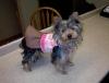 My yorkies in some of thier cloths i made them-austi-5-mo-3.jpg