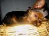 post your yorkies info!-171_7169-vi.jpg