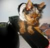 post your yorkies info!-171_7188-vi.jpg