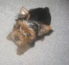 post your yorkies info!-171_7170-vi.jpg