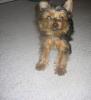 post your yorkies info!-171_7174-vi.jpg