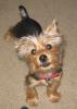 Gidget-gid1.jpg