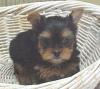 These are Judie's babies, you guys gotta see these!-judie-pup-1.jpg