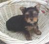These are Judie's babies, you guys gotta see these!-judie-pup-3.jpg