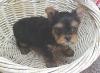 These are Judie's babies, you guys gotta see these!-judie-pup-4.jpg