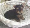 These are Judie's babies, you guys gotta see these!-judie-pup-5.jpg