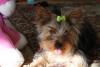 Let's see your tongue pictures!-debsbday-013-medium-.jpg