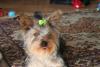 Let's see your tongue pictures!-debsbday-019-medium-.jpg